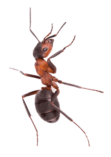 Ant