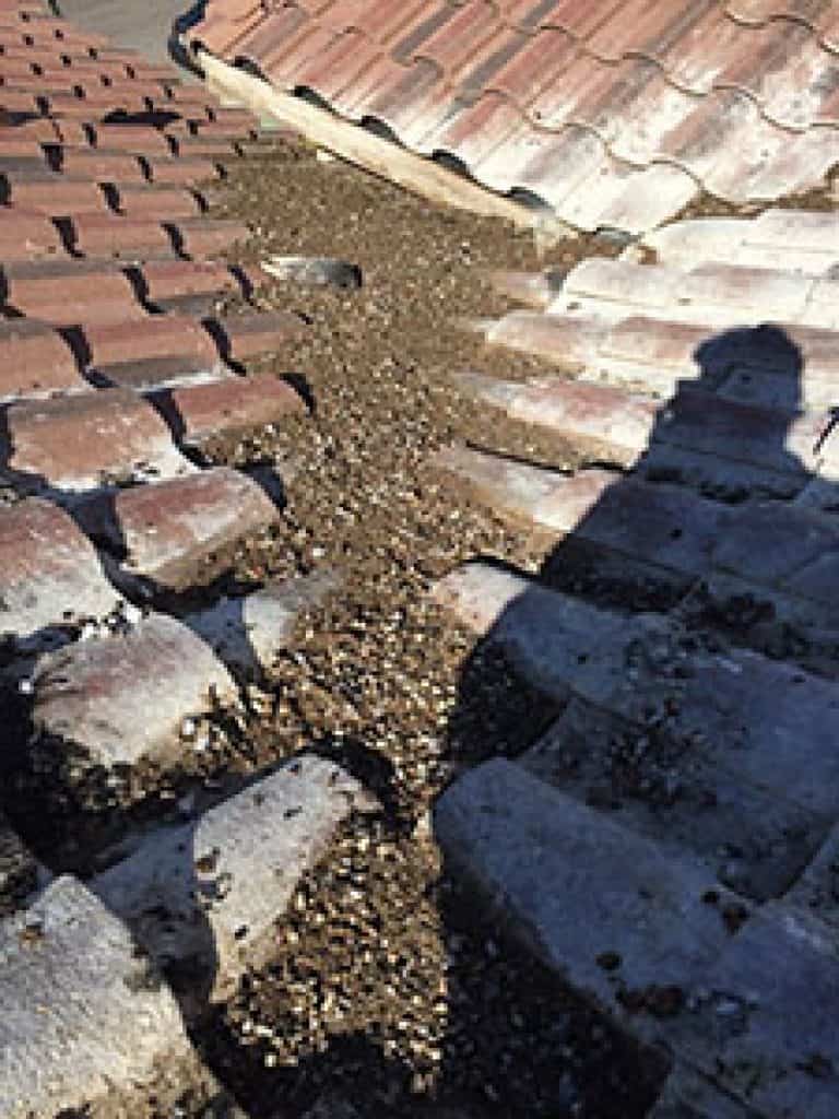 Las Vegas Pigeon Control & Removal Flatliners Pest Control