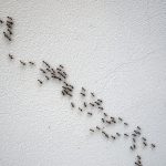 Ant Exterminator