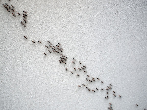 Ant Control Utah
