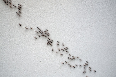 Ant exterminator deals