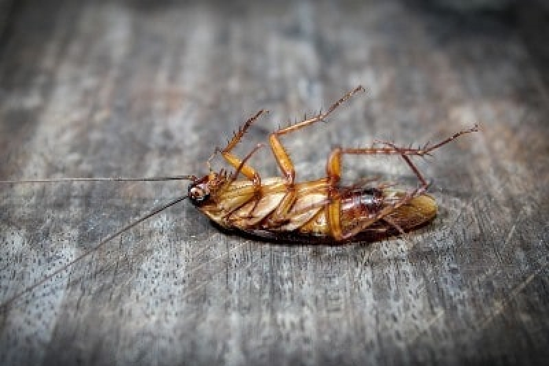 5 Ways To Prevent Apartment Cockroaches Infestations Las