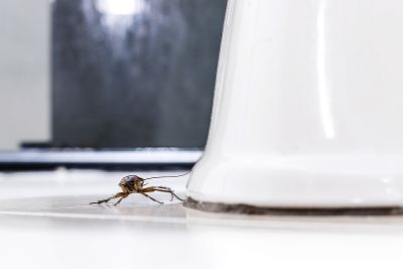 Bugs In The Bathroom Las Vegas, NV Flatliners Pest Control