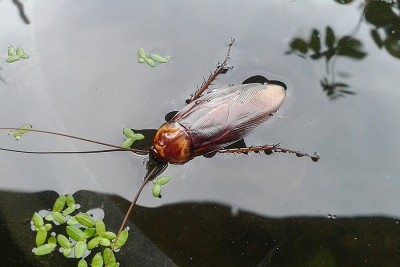 cockroaches in swimming pool Can Cockroaches Swim?: Mythbusters Revealed