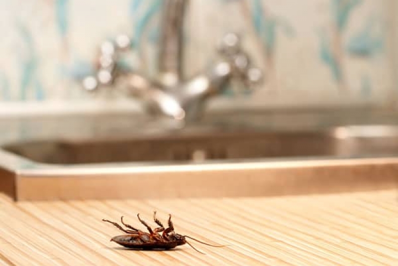 Las Vegas Cockroach Control Get Rid Of Roaches Fast