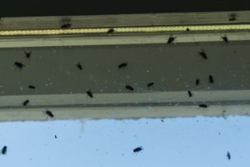 Fall Pests To Watch Out For In Las Vegas Flatliners Pest Control