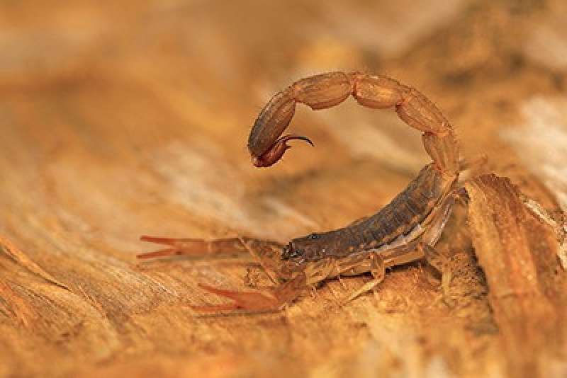 Scorpion Control in Las Vegas | Flatliners Pest Control