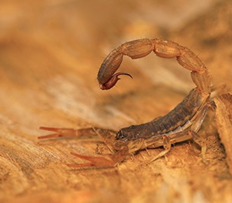 Pest Control Services Las Vegas Flatliners Pest Control