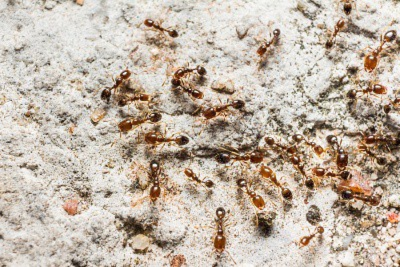 Tips For Dealing With Pharaoh Ants Las Vegas, NV
