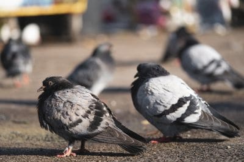 Pigeon Control Dos and Don'ts Tips From The Experts Las Vegas, NV