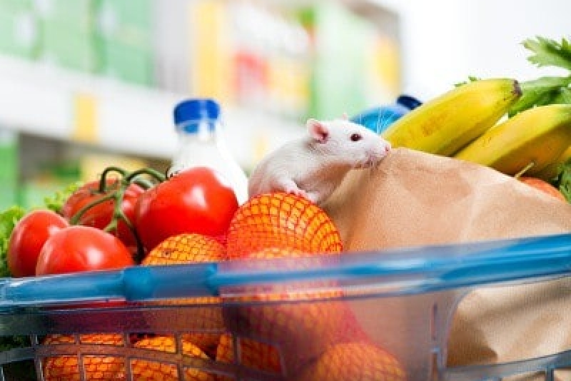 Pest Control For Retail Stores Las Vegas, NV Flatliners Pest Control