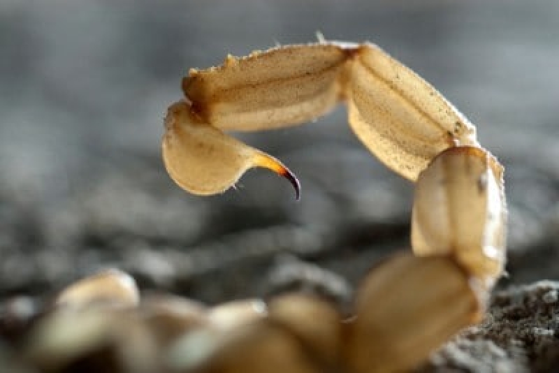 Scorpion Season In Las Vegas Las Vegas, NV Flatliners Pest Control
