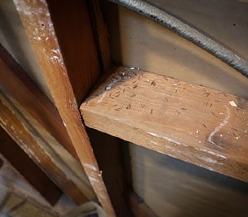 Las Vegas Termite Control Flatliners Pest Control