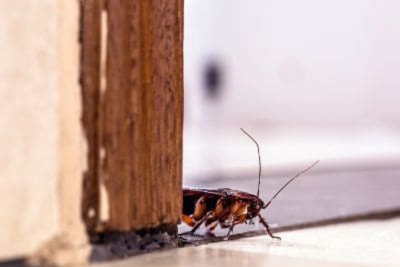 Why Does Las Vegas Have So Many Cockroaches?