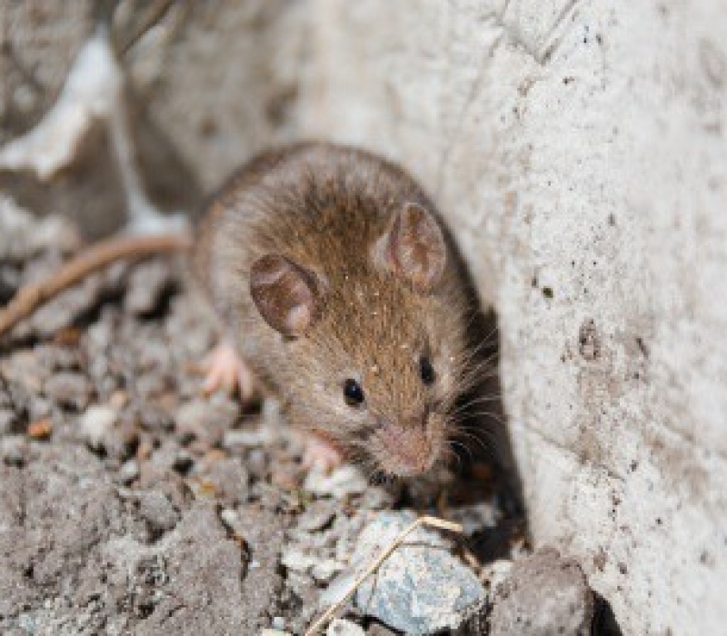 Las Vegas Rodent Control Flatliners Pest Control