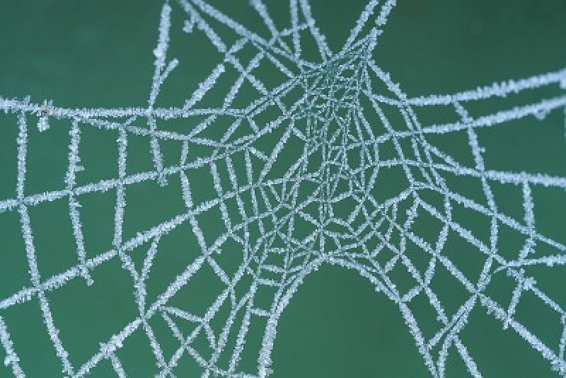 Where Do Spiders Go In Winter? Las Vegas, NV Flatliners Pest Control