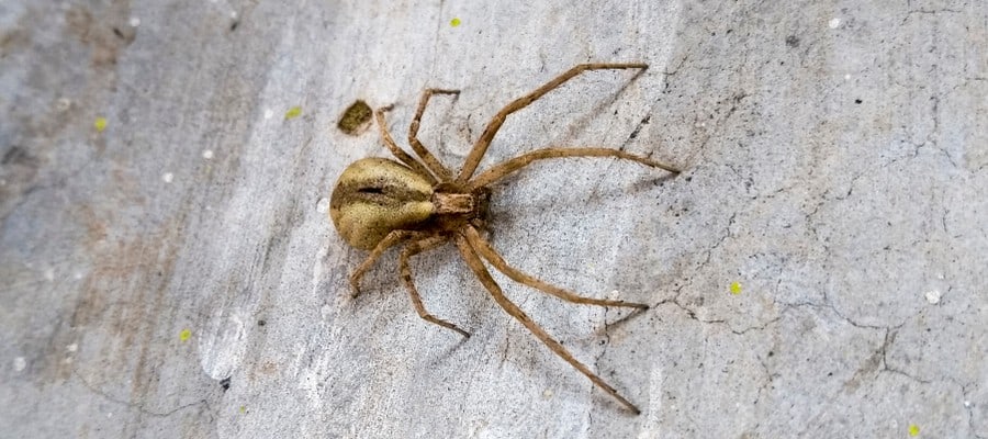 Brown Recluse Spider Las Vegas