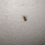 Carpet Beetle Extermination