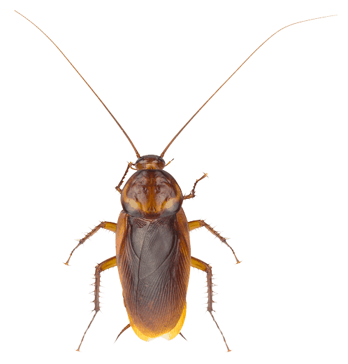 Cockroach