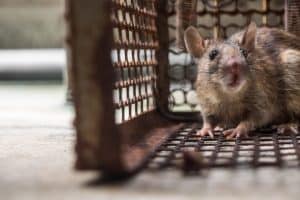 Rat Exterminator North Richland Hills TX - Buzz Kill Pest Control