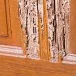 Termite Inspections & Treatment